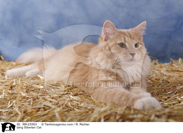 liegende Sibirische Katze / lying Siberian Cat / RR-23563