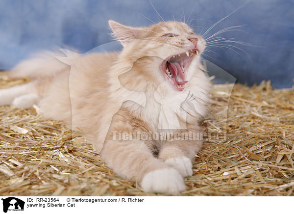 ghnende Sibirische Katze / yawning Siberian Cat / RR-23564