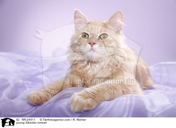 junger Sibirischer Kater / young Siberian tomcat / RR-24911