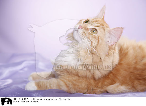 junger Sibirischer Kater / young Siberian tomcat / RR-24929