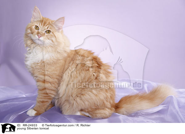 junger Sibirischer Kater / young Siberian tomcat / RR-24933