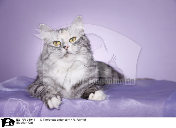 Sibirische Katze / Siberian Cat / RR-24947