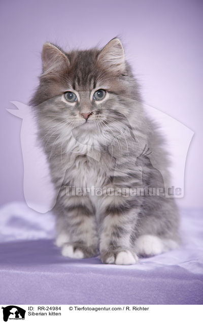 Sibirisches Ktzchen / Siberian kitten / RR-24984