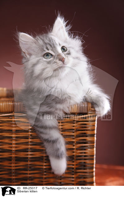 Sibirisches Ktzchen / Siberian kitten / RR-25017