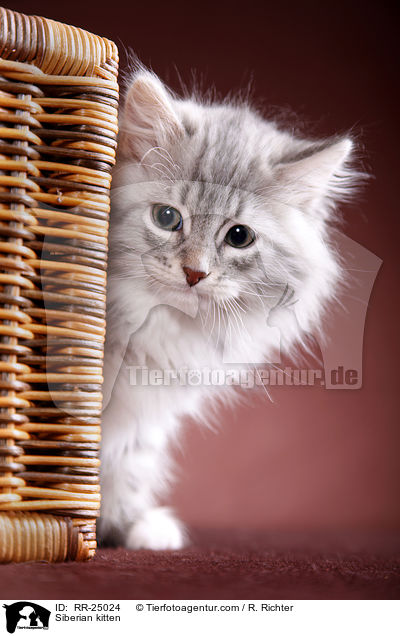 Sibirisches Ktzchen / Siberian kitten / RR-25024