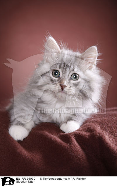 Sibirisches Ktzchen / Siberian kitten / RR-25030