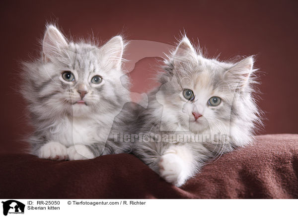 Sibirisches Ktzchen / Siberian kitten / RR-25050