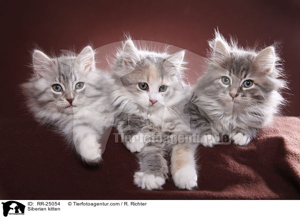 Sibirisches Ktzchen / Siberian kitten / RR-25054