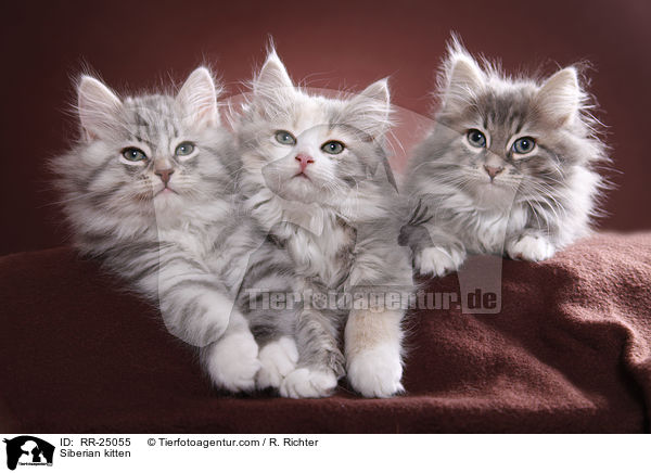 Sibirisches Ktzchen / Siberian kitten / RR-25055