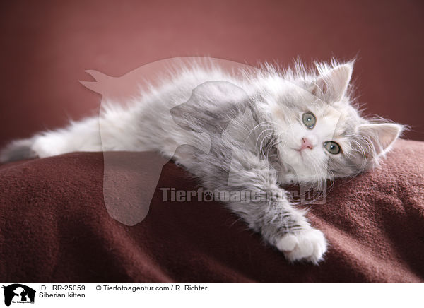 Sibirisches Ktzchen / Siberian kitten / RR-25059