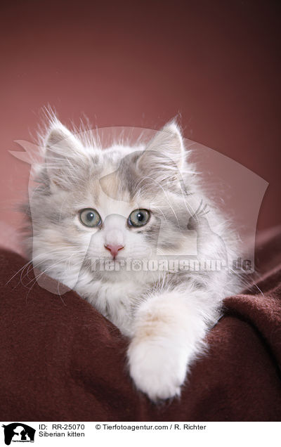 Sibirisches Ktzchen / Siberian kitten / RR-25070