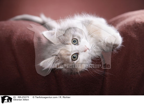 Sibirisches Ktzchen / Siberian kitten / RR-25075