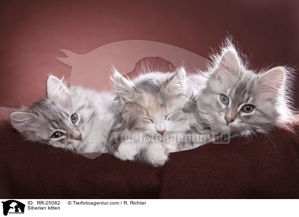 Sibirisches Ktzchen / Siberian kitten / RR-25082