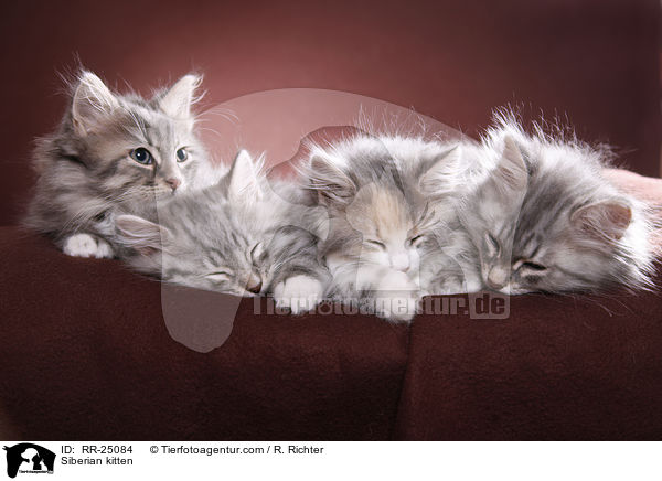 Sibirisches Ktzchen / Siberian kitten / RR-25084