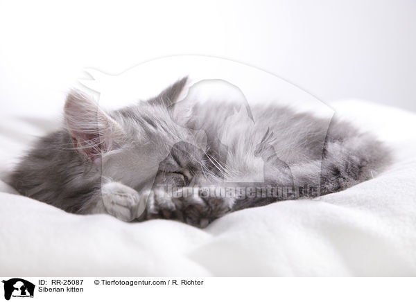 Sibirisches Ktzchen / Siberian kitten / RR-25087