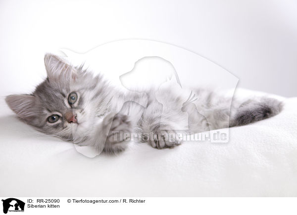 Sibirisches Ktzchen / Siberian kitten / RR-25090