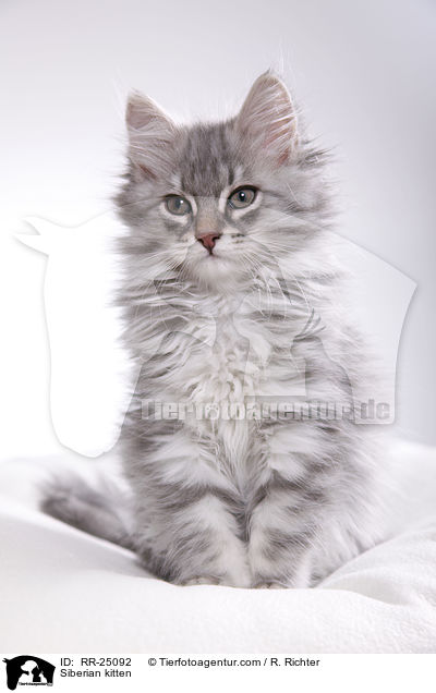 Sibirisches Ktzchen / Siberian kitten / RR-25092