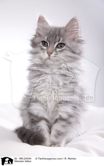 Sibirisches Ktzchen / Siberian kitten / RR-25094