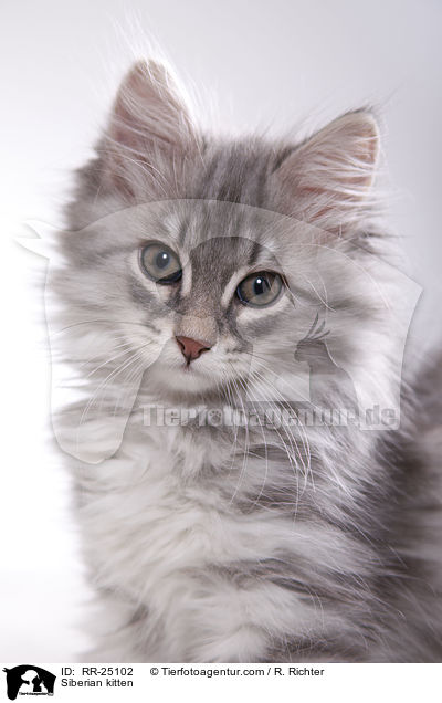 Sibirisches Ktzchen / Siberian kitten / RR-25102