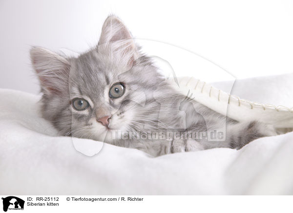 Sibirisches Ktzchen / Siberian kitten / RR-25112