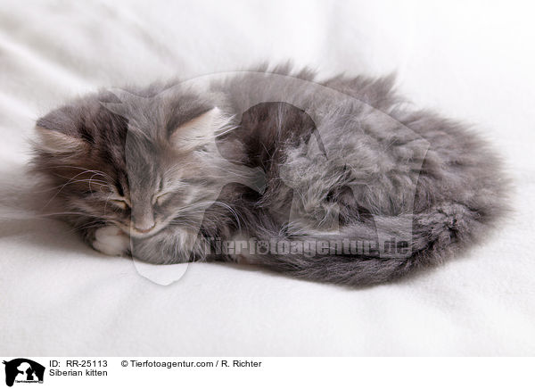 Sibirisches Ktzchen / Siberian kitten / RR-25113