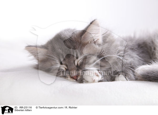 Sibirisches Ktzchen / Siberian kitten / RR-25116