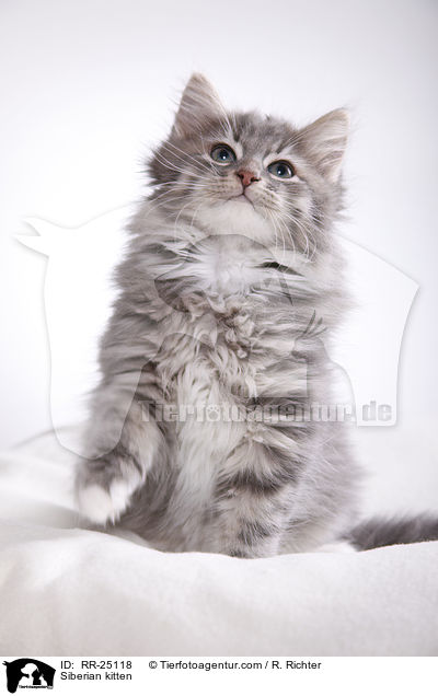 Sibirisches Ktzchen / Siberian kitten / RR-25118