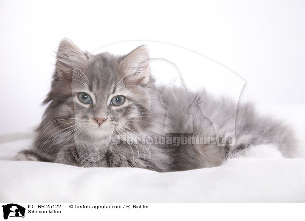 Sibirisches Ktzchen / Siberian kitten / RR-25122