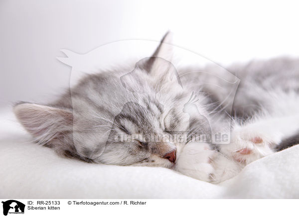 Sibirisches Ktzchen / Siberian kitten / RR-25133