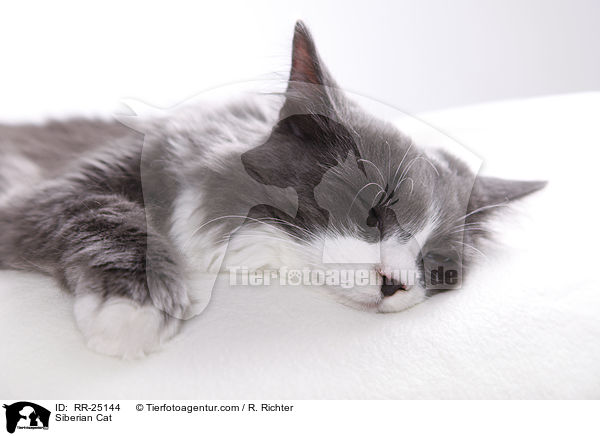 Sibirische Katze / Siberian Cat / RR-25144