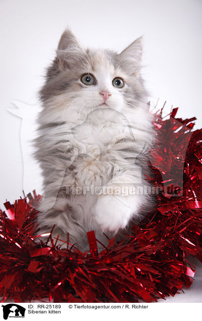 Sibirisches Ktzchen / Siberian kitten / RR-25189