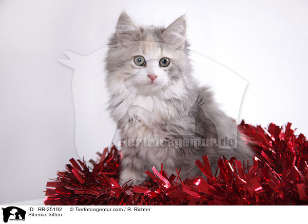 Sibirisches Ktzchen / Siberian kitten / RR-25192