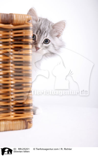 Sibirisches Ktzchen / Siberian kitten / RR-25201