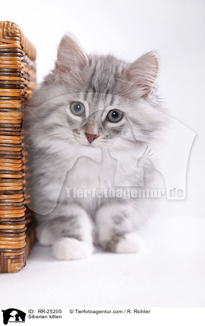 Sibirisches Ktzchen / Siberian kitten / RR-25205