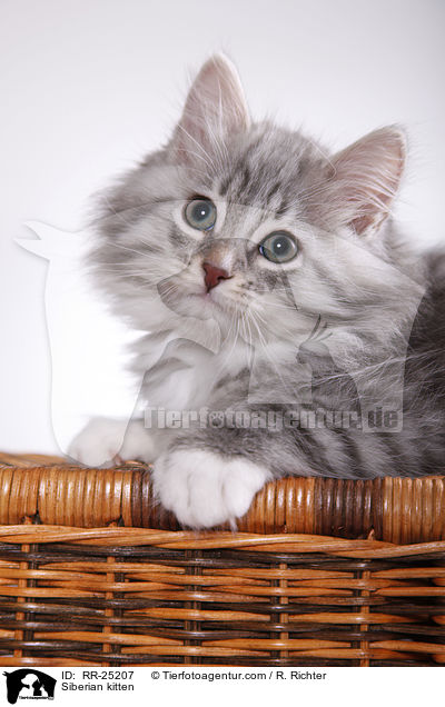 Sibirisches Ktzchen / Siberian kitten / RR-25207