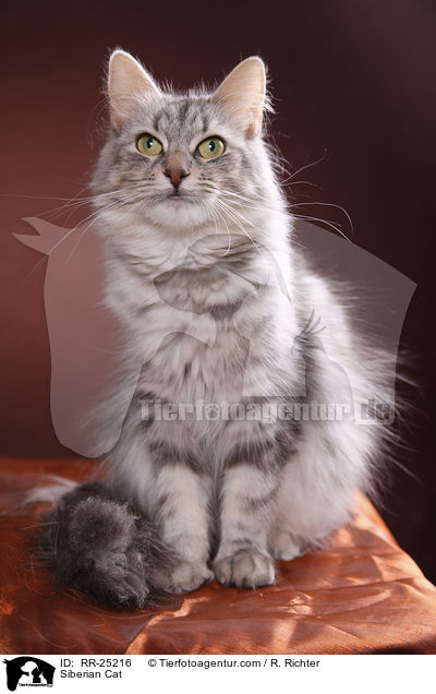 Sibirische Katze / Siberian Cat / RR-25216