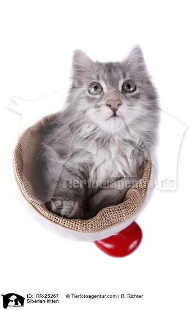 Sibirisches Ktzchen / Siberian kitten / RR-25267