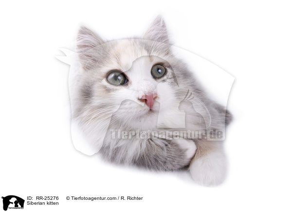 Siberian kitten / RR-25276