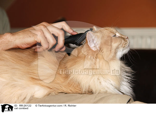 Katze wird gekmmt / cat combed / RR-26122