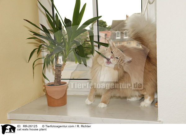 Katze frit an Zimmerpflanze / cat eats house plant / RR-26125