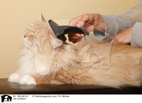 Katze wird gekmmt / cat combed / RR-26141