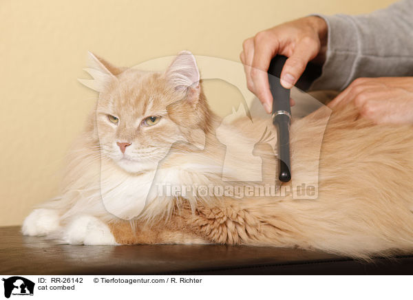 cat combed / RR-26142