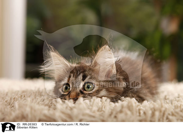 Sibirisches Ktzchen / Siberian Kitten / RR-26383