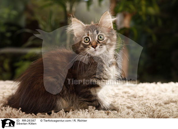 Sibirisches Ktzchen / Siberian Kitten / RR-26387