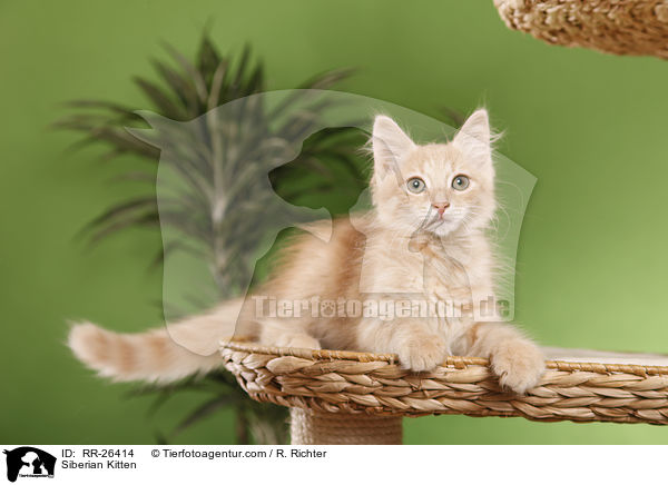 Sibirisches Ktzchen / Siberian Kitten / RR-26414