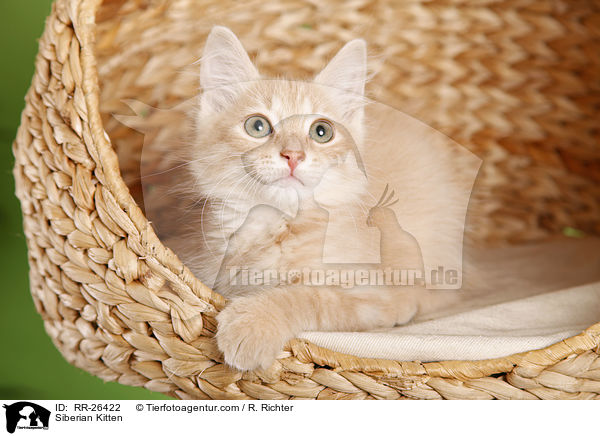 Sibirisches Ktzchen / Siberian Kitten / RR-26422