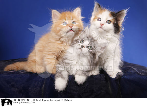 sitzende Sibirische Katze / sitting Siberian Cat / RR-27442