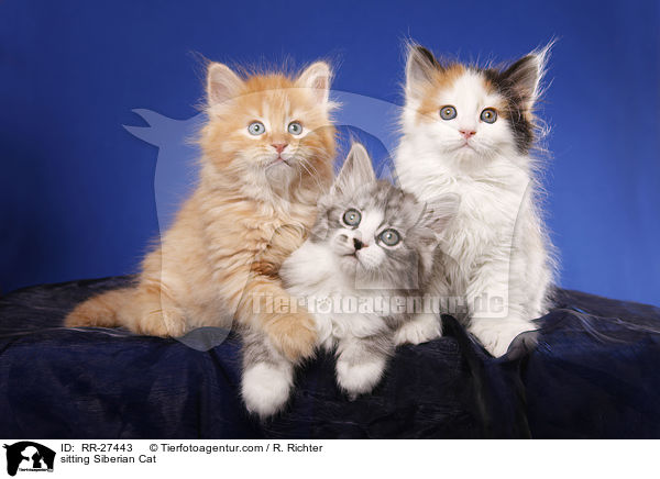 sitzende Sibirische Katze / sitting Siberian Cat / RR-27443