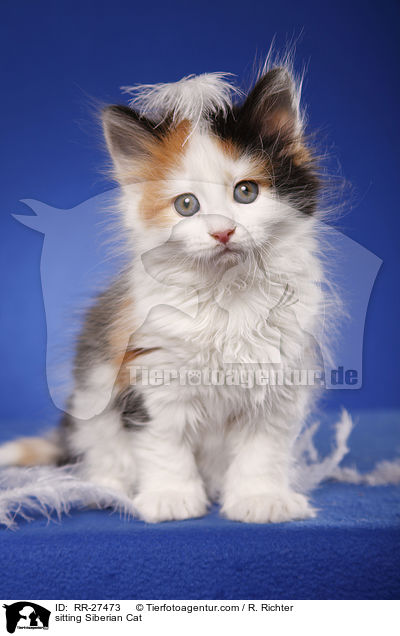 sitzende Sibirische Katze / sitting Siberian Cat / RR-27473