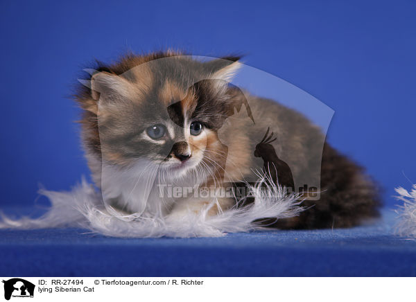 liegende Sibirische Katze / lying Siberian Cat / RR-27494